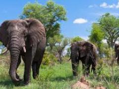 For overseas countries, the number of tourists to South Africa is generally highest in quarter one and quarter four.