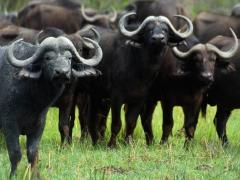 Buffalo can now be hunted using specific bows and arrows.