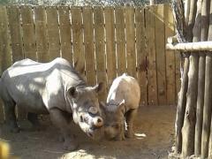 Black rhino mother and calf are reunited and bonded before being released after their 700km trip in separate crates. They have been dehorned for their own safety.