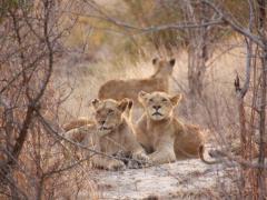 This is the first time Mount Camdeboo has had lions in 180 years.