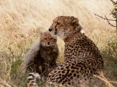 Samara is one of four South African reserves taking part in the relocation programme, which is co-ordinated by EWT and African Parks, with the latter additionally acting as a safe space creator.