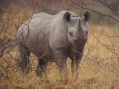 Save the Rhino International says the number of overall poaching incidents by the end of the year will be the lowest since 2014.