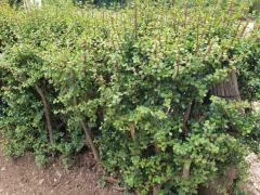 Spekboom can sequester more than four tons of carbon dioxide per year per hectare planted.