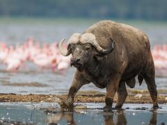 "This image of a Cape buffalo bull wading through the shallow waters of Lake Nakuru in Kenya with the pink of flamingoes showing in the background for me epitomises the wondrousness of Africa." Photo credit: Peter Chadwick
