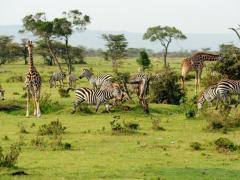 The park is close to Lake Victoria on the border with Rwanda, and is surrounded by the Kagera River and Lake Burigi.