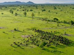 Tanzania’s President John Magufuli issued a directive to the Ministry of Natural Resources and Tourism to begin the process of splitting the Selous Game Reserve into two wildlife sanctuaries.