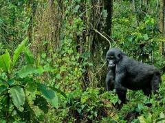 The project is being piloted in Bwindi Impenetrable National Park, which protects an estimated 400 mountain gorillas.