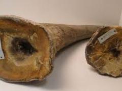 DNA from a confiscated rhino's horn now can be traced back to the rhino it was taken from, and possibly linked to the criminal who poached it.