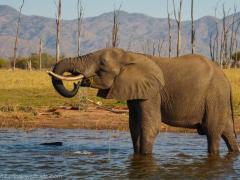 Zimbabwe will partner with the international conservation body, Space for Giants, and implement the Conservation Investment Initiatives.