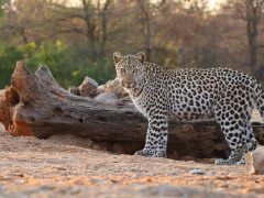 "Inquisitive young male leopard entertaining us for nearly an hour around the dam trying his best to avoid thirsty bees to have a drink of his own."- Morné Hamlyn.
