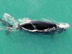 Southern Right whales seen from the aerial survey. Photo credit Jean Tresfon