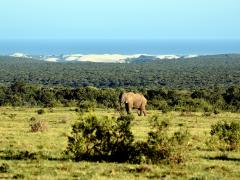 “It is extremely rare to find an elephant with the Alexandria Dune field and Indian Ocean in the background, but even more so, to find the rare ‘lesser-spotted five-legged elephant’.” 