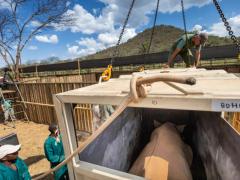 Accompanied by four wildlife veterinarians and a rhino behaviour specialist, the rhino were transported from South Africa to Kilimanjaro International Airport.Image credit: Sacha Specker