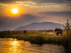Elephants in Lower Zambezi National Park.