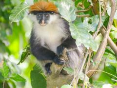  The property soon to be the Udzungwa Botanical Garden. Photo by Katie Pugh/Rainforest Trust.