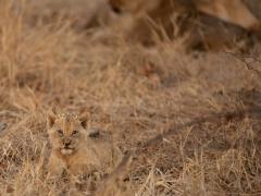 Camouflaged Lion King Little Simba.