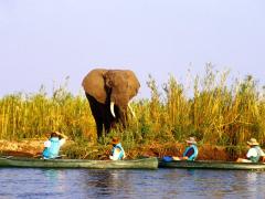Tourists canoeing in the Lower Zambezi National Park.