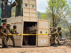 Rhino being released from a crate in Liwonde National Park.