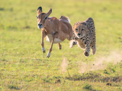 Deepak Shankar's photograph titled ‘The Flying Hunt’ 