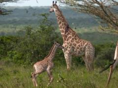 The newborn giraffe at Ukuwela. 
