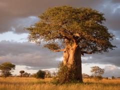 A baobab tree in Tarangire National Park, where the camp is located.