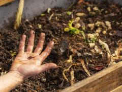 The aquaponics system and worm farm.
