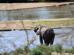Elephant at Kruger National Park 