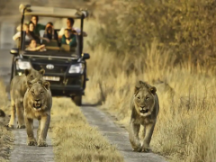Morokolo Game Lodge game drive in Pilanesberg National Park