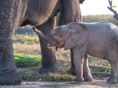 Orphaned elephant Khanyisa meeting her surrogate mom, Lundi