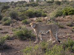A male cheetah, Ivory, was successfully released into the wild by Ashia’s wilding and release programme.