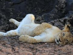 Lion cub photographed at Makumu Private Game Lodge by General Manager, Morné Hamlyn
