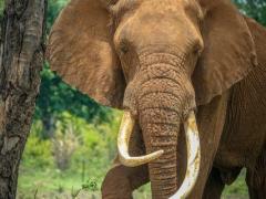 Madinda, a member of The Elephant Café herd.