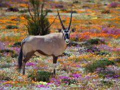 Namaqualand, Northern Cape.