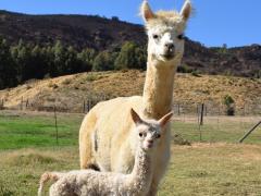 Rona and her mother at The Alpaca Loom
