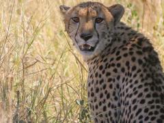 Pic Source: Joshua Tough.