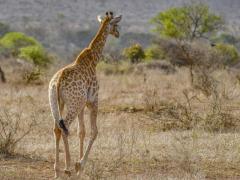 Safaris remain popular among international visitors.