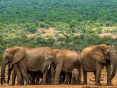 Addo Elephant National Park