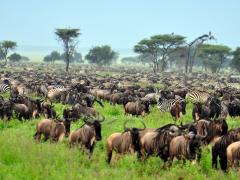 Serengeti National Park, Tanzania